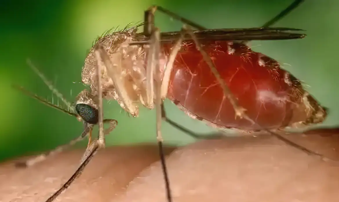 Antes restrita à Amazônia, febre oropouche se espalha