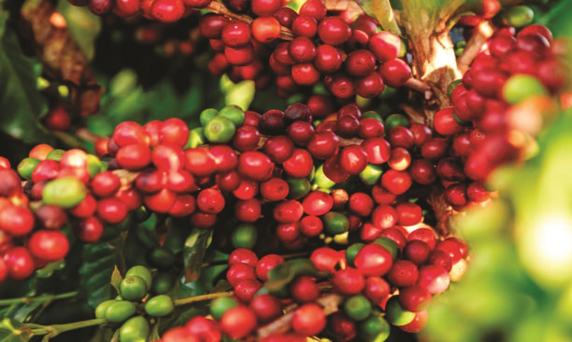 China habilita 183 empresas brasileiras a exportar café