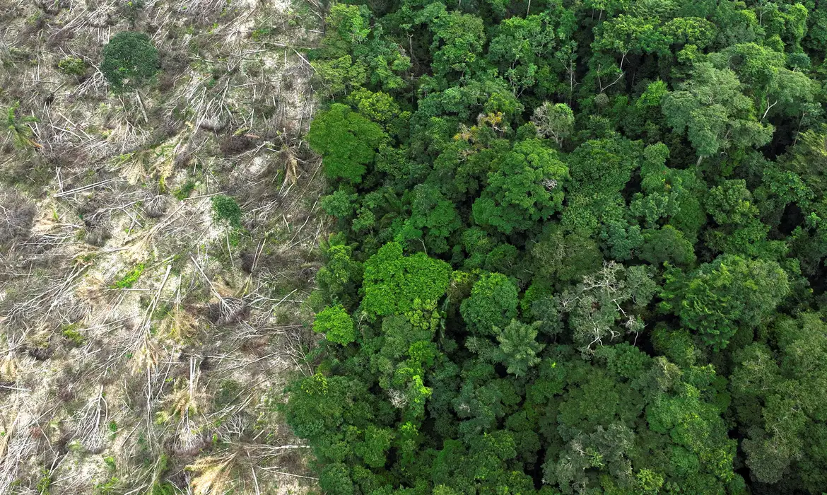 Em 40 anos, Amazônia perdeu área de vegetação