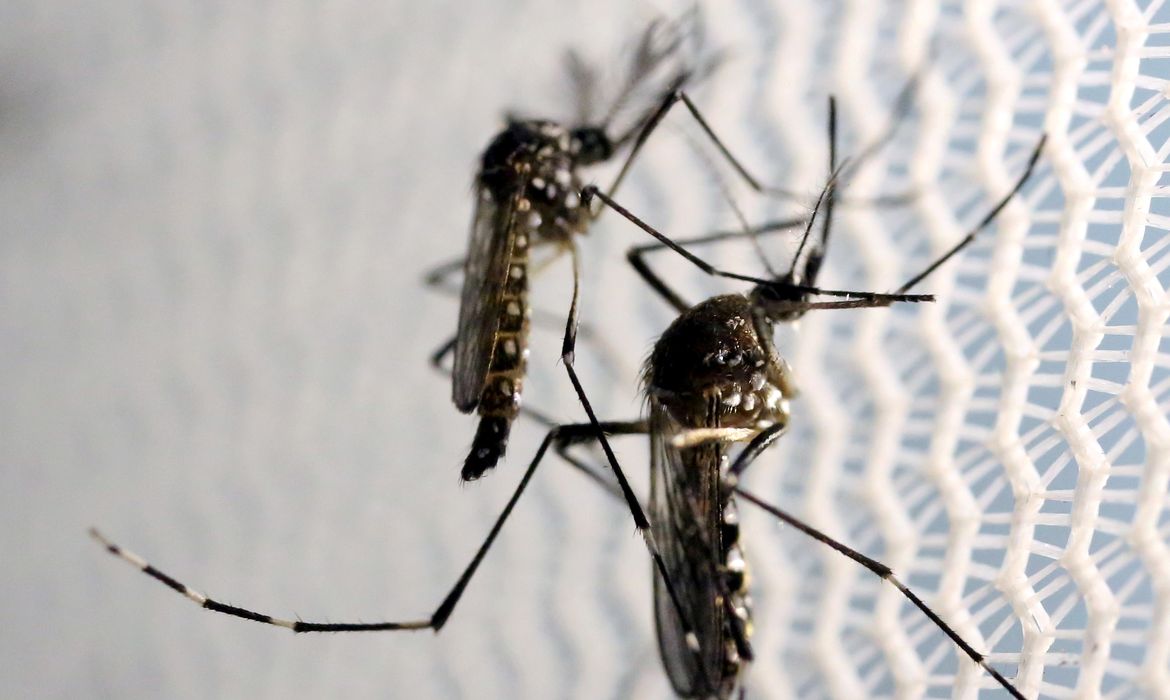 Dia D de combate ao Aedes aegypti ocorre neste sábado