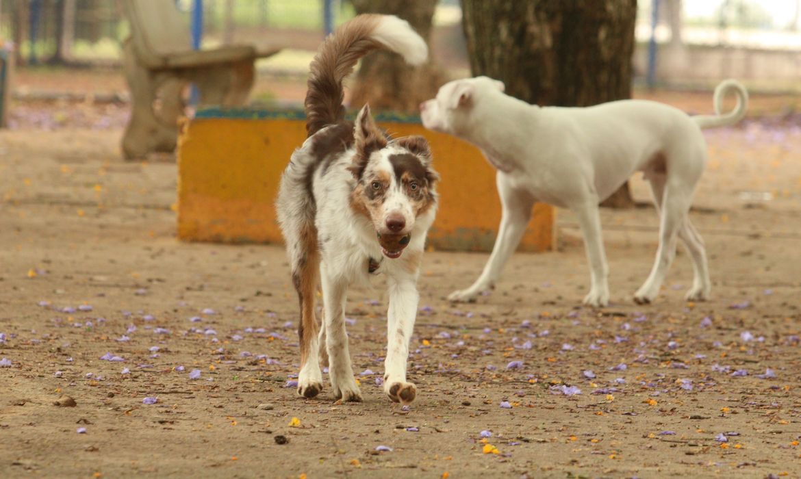 Mais de 300 pets estarão disponíveis para adoção