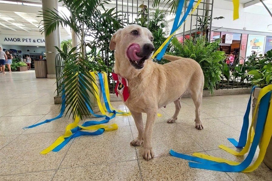 Sepet realiza adoção e vacinação de Pets no Shopping