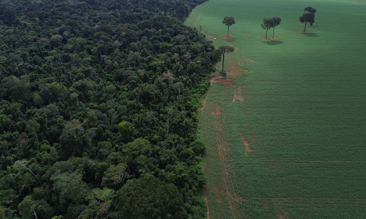 Brasil reduz em 42% perdas florestais em 2025