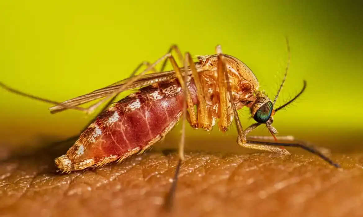 SP confirma dois casos de febre