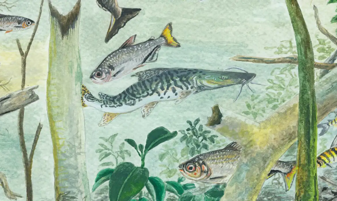 Amazônia tem mais de 2,7 mil espécies de peixes